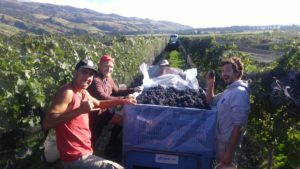 grape harvest crew in the vineyard