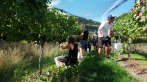 2018 grape harvest - picking grapes